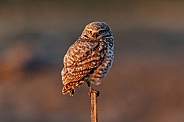 Burrowing Owl--Burrowing Owl At First Light