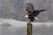 Eagle--Bald Eagle