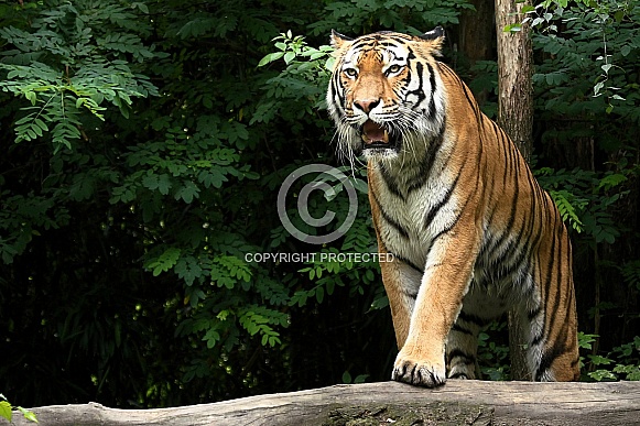 Amur (Siberian) Tiger
