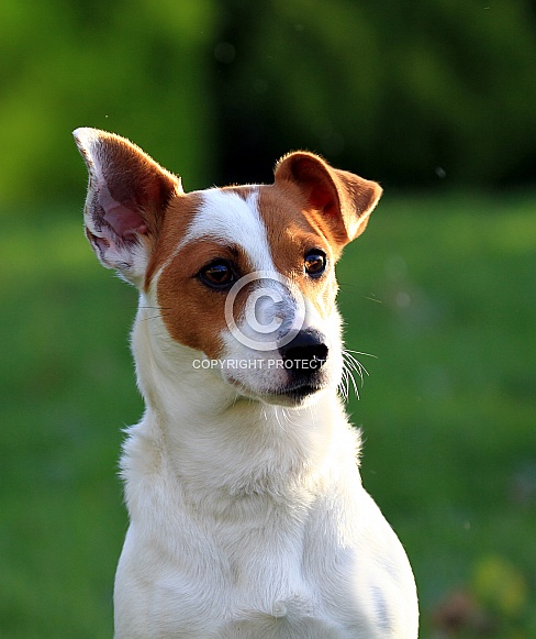 Jack Russell Jack Russell