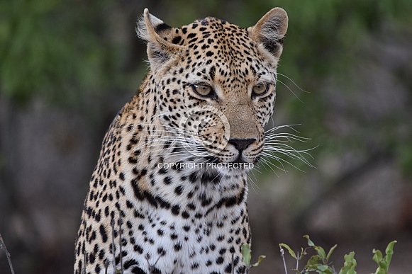 Leopard