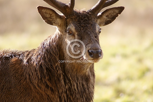 Red Deer Stag