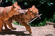 Pair of Wolf Cubs
