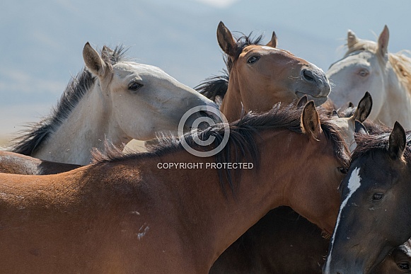 Wild Horses