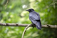 Carrion crow (Corvus corone)