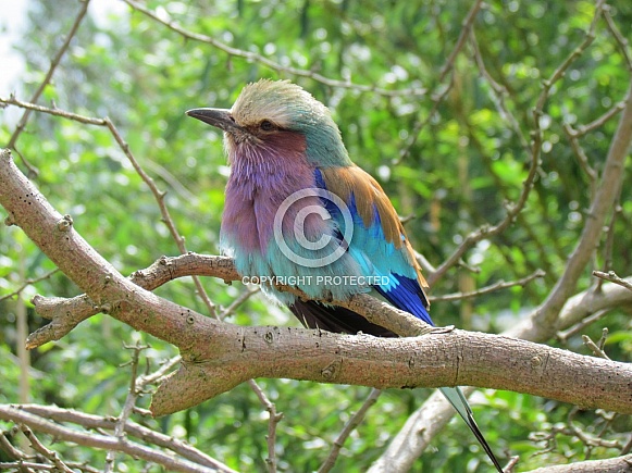 Lilac Breasted Roller