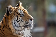Siberian/Amur Tiger