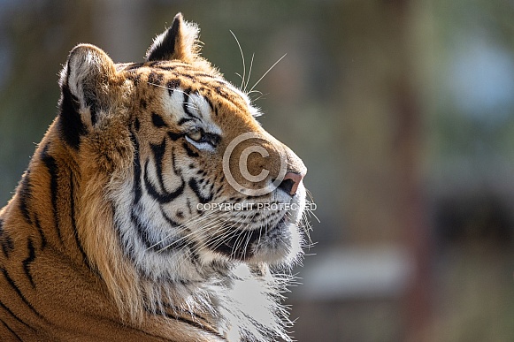 Siberian/Amur Tiger