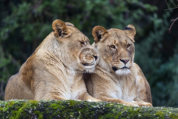 Two lionesses Two lionesses