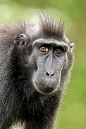 Crested macaque (Macaca Nigra)