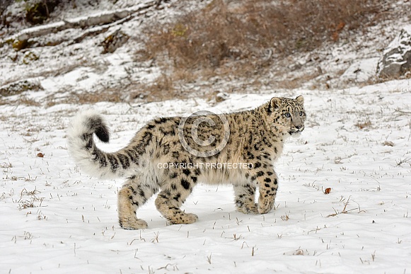 Snow Leopard Cub