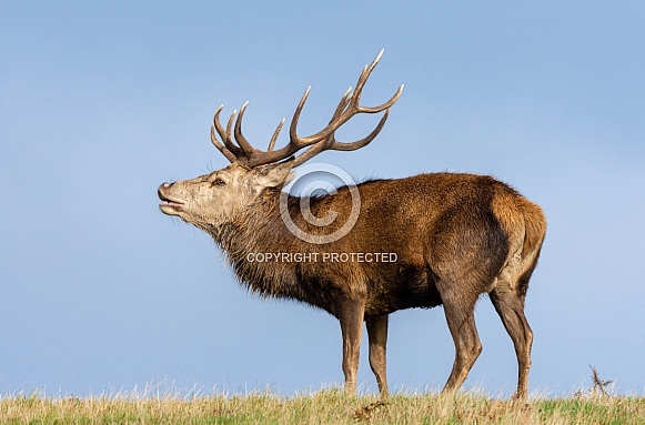 Red Deer