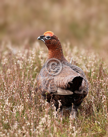 Red Grouse male Red Grouse male