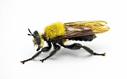Beautiful robber fly - Laphria virginica - a bumble bee mimic species that preys on bugs and insects. Found in Woodlands, pine or mixed pine deciduous.  Isolated on white background side profile view