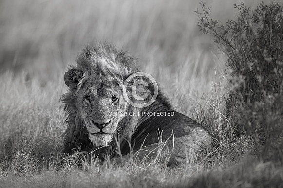 African lion portrait