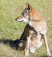 Red Wolf