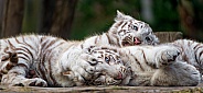 White Tiger Cubs