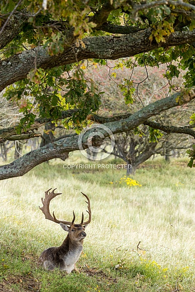 Fallow Deer Fallow Deer