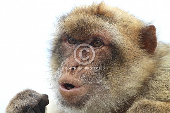 Barbary macaque