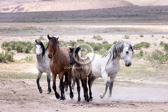 Wild Horse— Onaqui Mountains, Utah Wild Horse— Onaqui Mountains, Utah