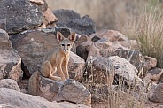 Kit Fox, Vulpes macrotis