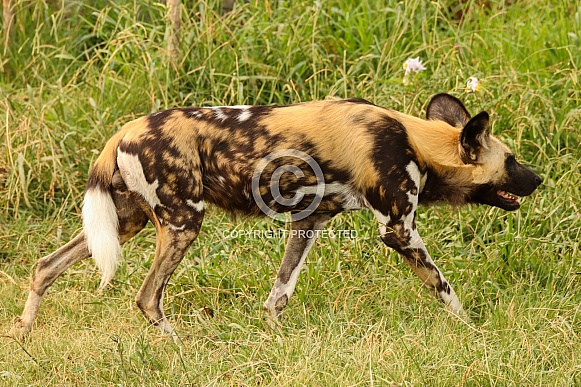 African Wild Dog