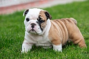 Small bulldog puppy portrait in the grass