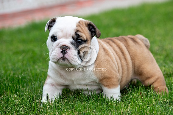 Small bulldog puppy portrait in the grass Small bulldog puppy portrait in the grass