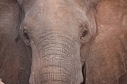African Elephant Close Up