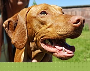 Female Vizsla