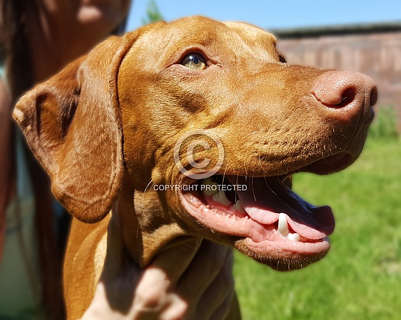 Female Vizsla Female Vizsla