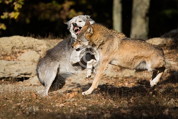 eastern timber wolf
