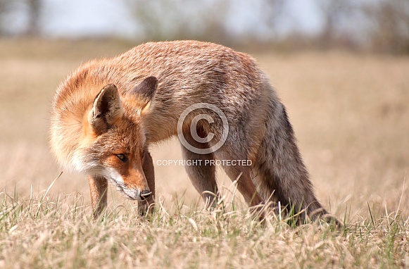 Red Fox Red Fox