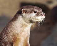 short clawed otter