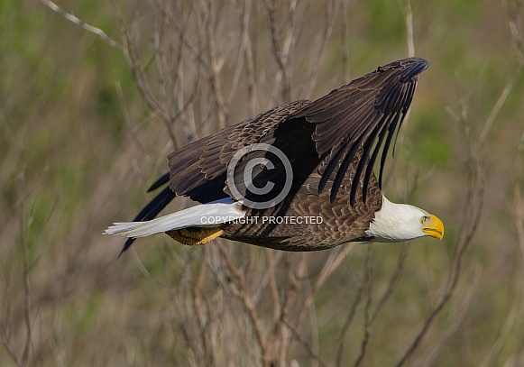 Bald Eagle