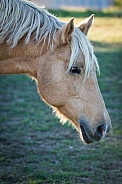 Palomino Horse