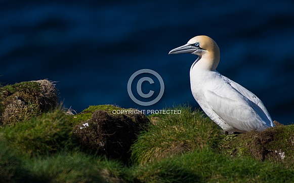 Gannet