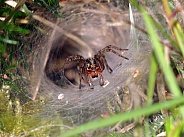 Funnel spider