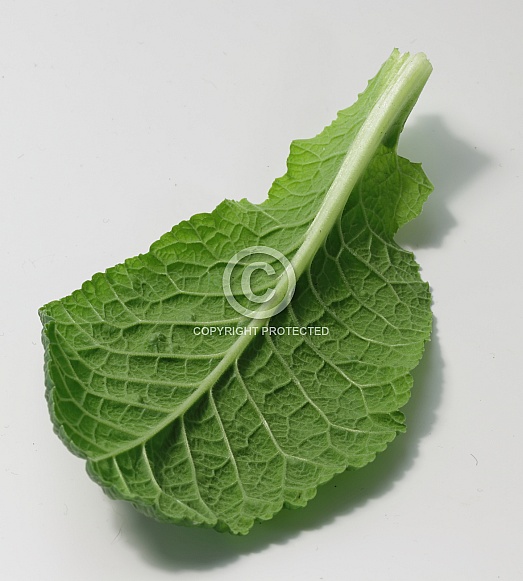 Primrose leaf