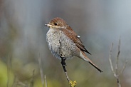 Red-backed Shrike