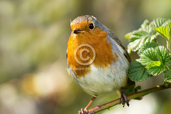 Robin