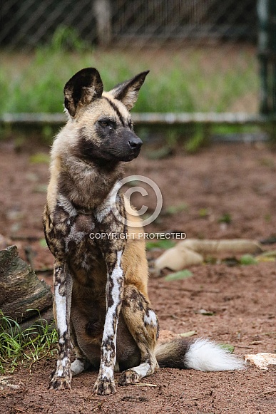 African Wild Dog African Wild Dog