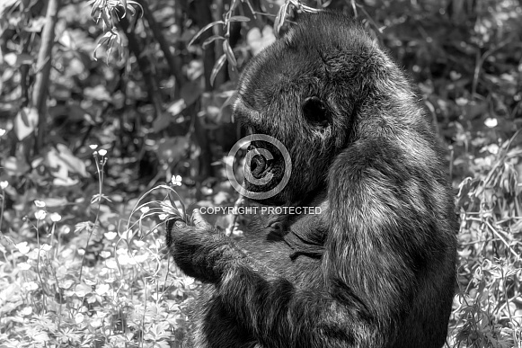 Western Lowland Gorilla