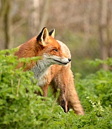 Red fox