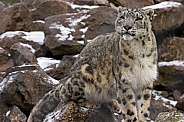 Snow Leopard on Snowy Rocks