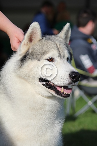 Siberian Husky