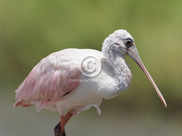 Roseate Spoonbill