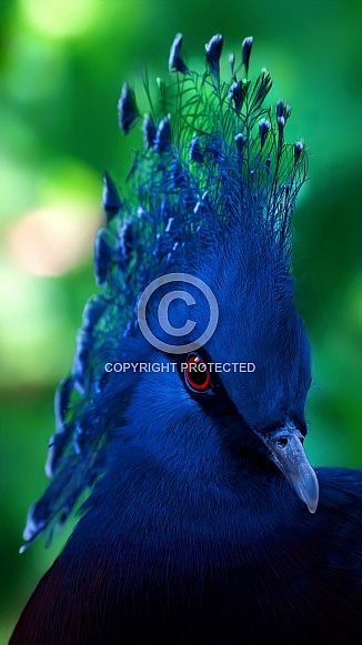 Victoria Crowned Pigeon