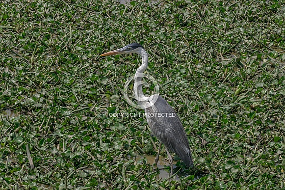 Cocoi Heron