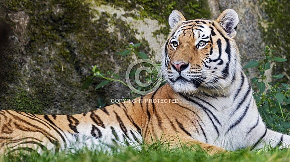 Tiger resting
